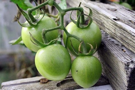 Варикоз и применение зеленых помидоров